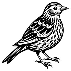    Bird silhouette  vector illustration.
