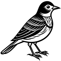    Bird silhouette  vector illustration.
