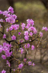 Rhododendron mucronulatum, Korean rhododendron rosebay Azalea shrub flowers blooming in spring in Korea