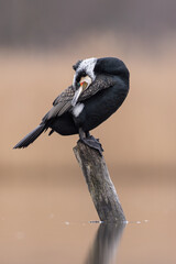 cormorant water bird black