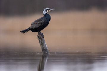 cormorant water bird black