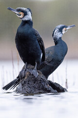 cormorant water bird black