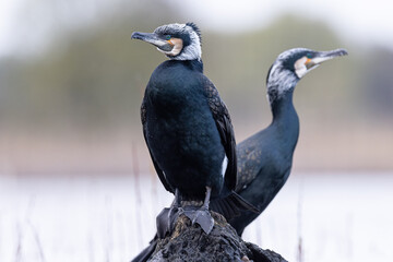 cormorant water bird black © Huerto