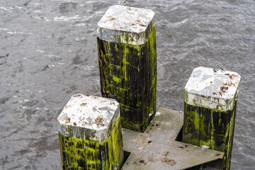 mooring posts in a canal, Amsterdam, Netherlands