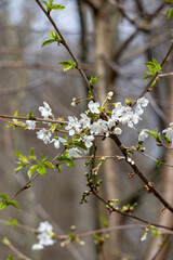 branch of blooming cherry blossom flower with copy space. closeup of cherry blossom flowe