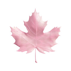 Pink maple leaf on a Transparent Background