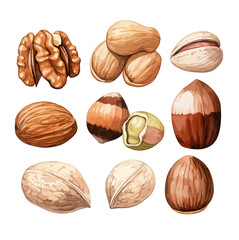 Watercolor Vector painting of a different nuts (Almonds - Walnuts - Pistachios - Pecans - Peanuts - Hazelnuts) , isolated on a white background, nuts vector, nuts clipart, nuts art, nuts painting