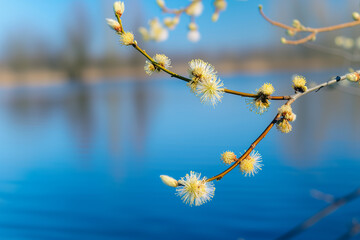 Branches of blossoming willow in spring close-up over water. Nature, seasons. Weather. Wallpaper.