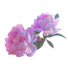 Two pink flowers on Transparent Background