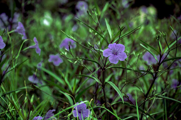 FLOR LILA