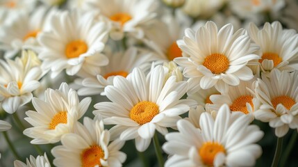   White and yellow daisy close-up with centered yellow petals