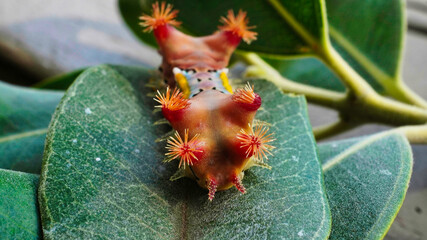 LIMACODIDAE  . Slug Moths Caterpillars . Cup Moths Caterpillars. Sydney nsw Australia."Spitfires"  "Battleships"  "Warships" Caterpillars