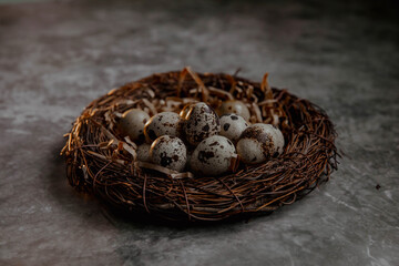 Obraz premium Nest with quail eggs on a gray background