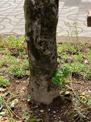 木の根っこに生えた野生の植物
