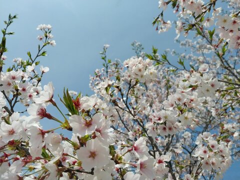 Cherry blossom photos 