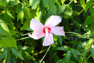 pink hibiscus flower