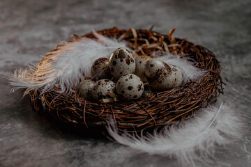 Naklejka na ściany i meble Nest with quail eggs on a gray background