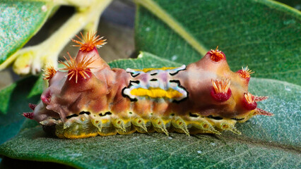 LIMACODIDAE  . Slug Moths Caterpillars . Cup Moths Caterpillars. Sydney nsw Australia."Spitfires"  "Battleships"  "Warships" Caterpillars