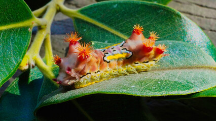 LIMACODIDAE  . Slug Moths Caterpillars . Cup Moths Caterpillars. Sydney nsw Australia."Spitfires"  "Battleships"  "Warships" Caterpillars