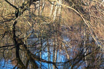 Reflection of trees in water. Spring flood. Park flooding.