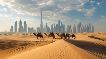  caravan of camels is walking in desert in background of skyscrapers of city of Dubai . © YURII Seleznov