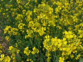 Rape blossom yellow flowers in the field