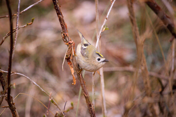 bird on a branch