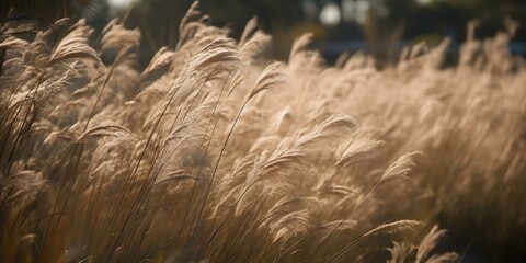 Golden Pampas Grass Swaying in the Breeze