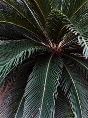 Palm tree leaves. Beautiful summer exotic tropical nature background. Summer travel, vacation concept - 778767571