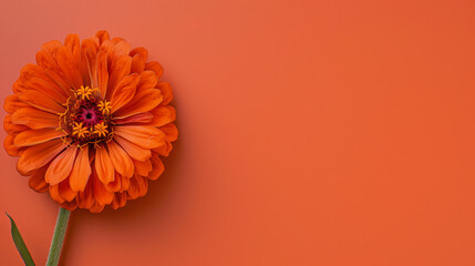 A close-up shot of an orange zinnia flower with visible petals and pollen on a matching orange backdrop - obrazy, fototapety, plakaty