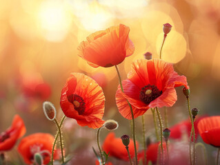 Poppy Flower in Sunshine - Wallpaper in red and yellow colors 