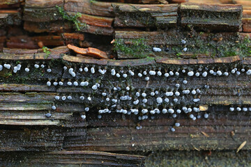 Didymium melanospermum, slime mold from Finland, no common English name