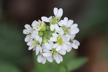 Hoary Alison, Berteroa incana, also known as Hoary false madwort or Hoary allergen, wild flowering plant from Finland
