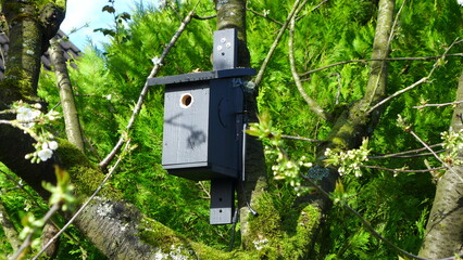 Nistkasten für Meisen im Süßkirschbaum