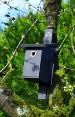 Nistkasten für Meisen im Süßkirschbaum