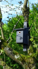 Nistkasten für Meisen im Süßkirschbaum