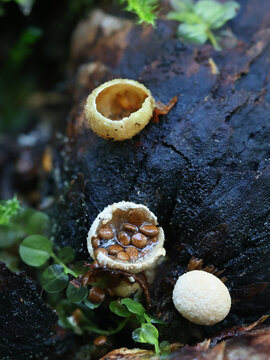Nidularia deformis, commonly known as Pea-shaped Bird's Nest Fungus, wild fungus from Finland