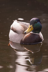 duck on the water