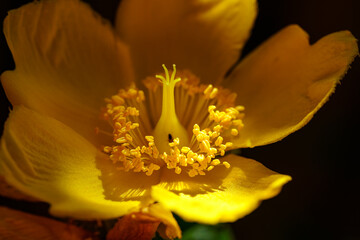 Closeup of a yellow flower from the rose family on a black background