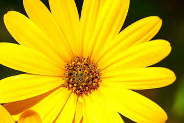 Macro photograph of a yellow flower with a yellow center in closeup