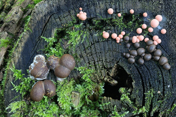 Lycogala epidendrum, commonly known as wolf's milk, and bigger Lycogala flavofuscum, slime molds...