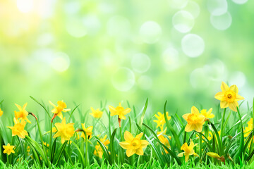 spring banner of fresh green grass and flowers in nature. blurred background, space for text