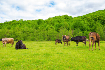 cow grazing on the meadow. cattle near the forest. grassy carpathian countryside in spring - 778773786