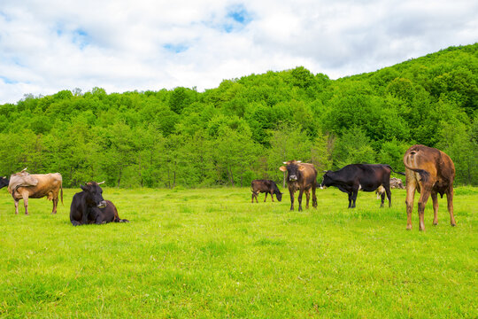 cow grazing on the meadow. cattle near the forest. grassy carpathian countryside in spring