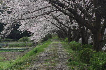 桜並木とタンポポ咲く田舎の小道