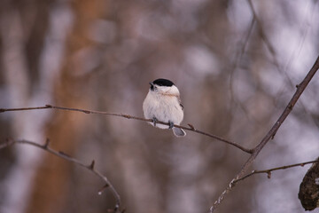 Bird on a branch