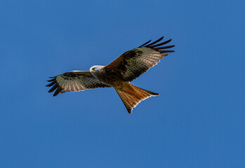 Portrait of a red kite - Rotmilan (milvus milvus) with spread wings flying in the blue sky