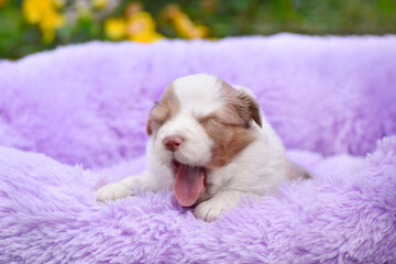 A little puppy lies on a purple bed in the spring garden and yawns