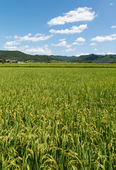 View of the rice field in the rural area