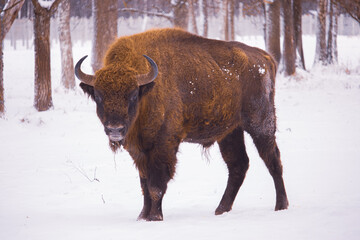 american bison in the snow